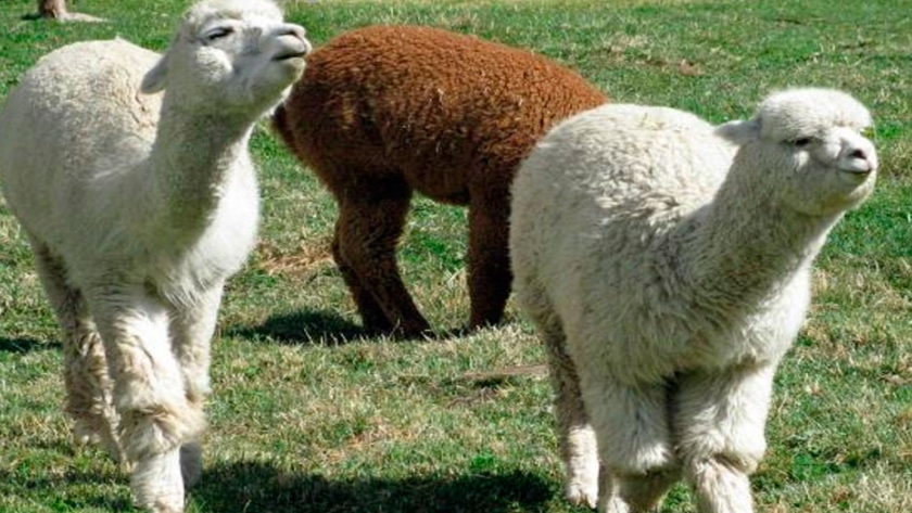 La llama, vigilante en Uruguay, en Bolivia y Argentina produce carne y embutidos