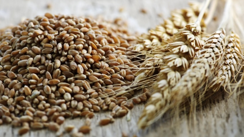 Una campaña histórica pone a prueba la genética del trigo argentino en todo el país