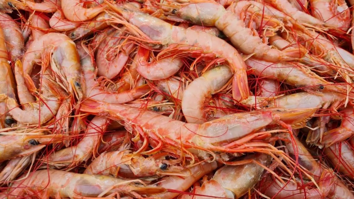 Aumenta el descarte en la zafra de langostino en Chubut y crecen las alertas antes del receso