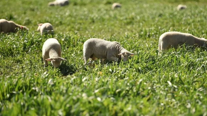 Cierre de fronteras provoca falta de mano de obra para agricultura en Australia