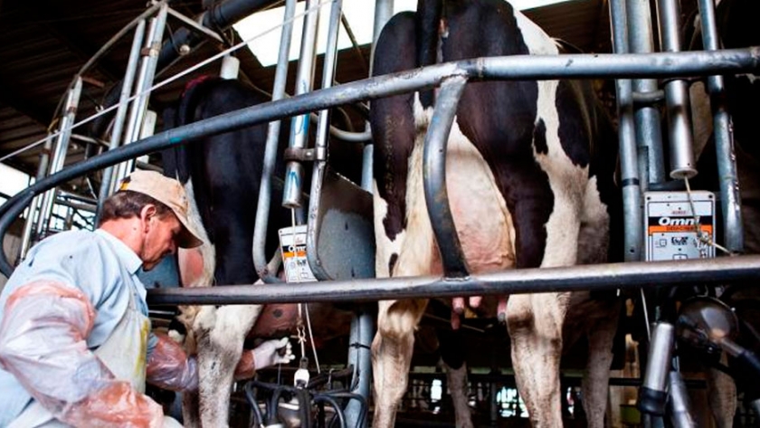 Leche. Saldos positivos en volumen y exportación