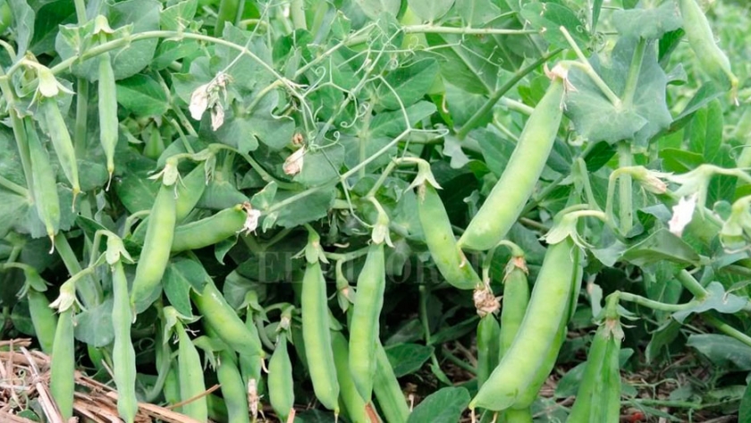 Chacareros santafesinos advierten cartelización en la producción de legumbres