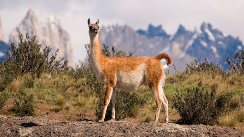 Un frigorífico de Santa Cruz exportará carne de guanaco a Bélgica