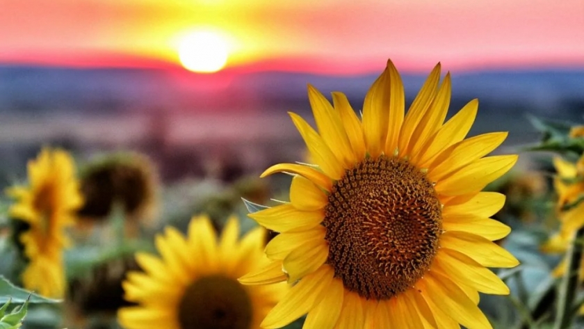 Un hallazgo en girasol podría transformar la agricultura: avance clave en reproducción asexual