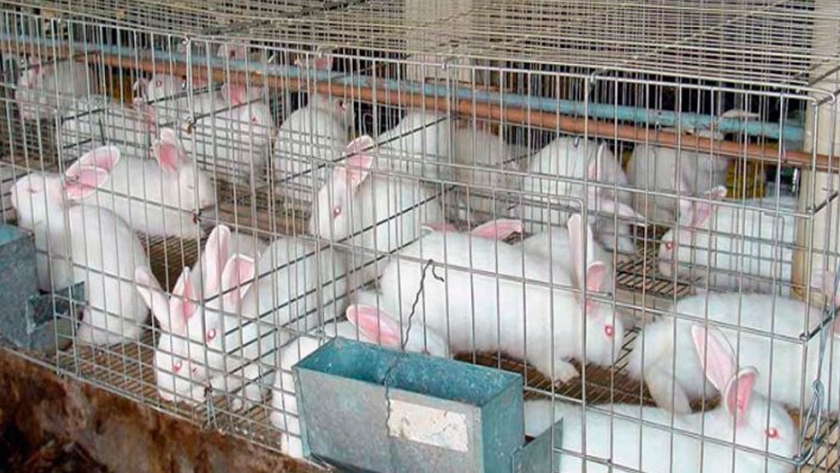 La carne de conejo, una buena opción para adquirir hábitos alimenticios saludables