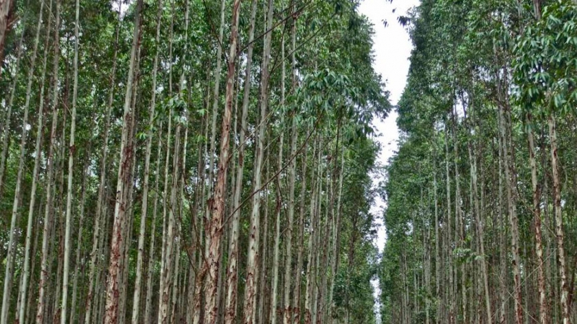 Beneficios de la actividad forestal en la producción agropecuaria