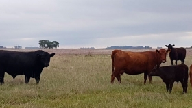 Experiencia de comercialización de vacas CUT