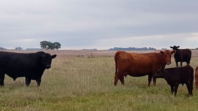 Experiencia de comercialización de vacas CUT