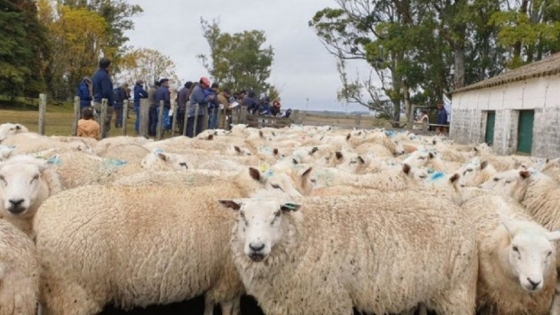 La opción del cordero pesado, una oportunidad para campos agrícolas