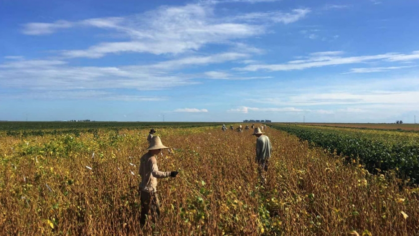 Empresas brasileñas de soja se comprometen a cero deforestación a partir de 2020