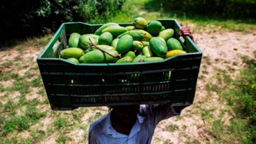 Mango colombiano podrá llegar a Europa sin tener que hacer cuarentena