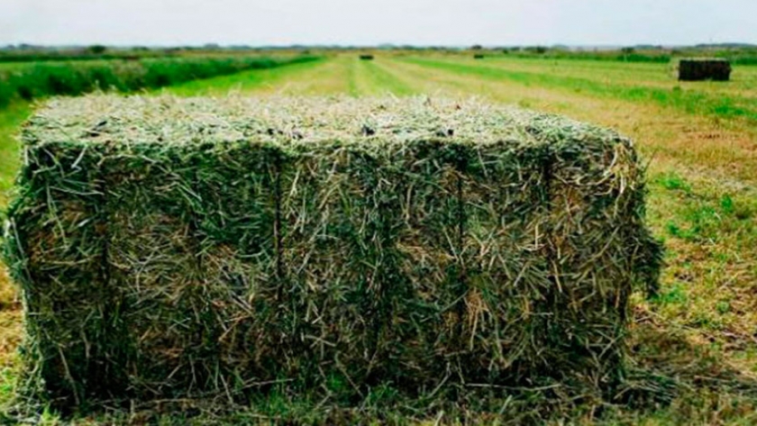 Megafardos de alfalfa, la alternativa más rentable