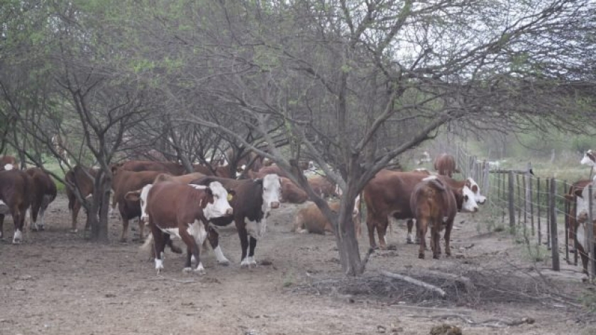 Sanidad animal en contextos climáticos adversos
