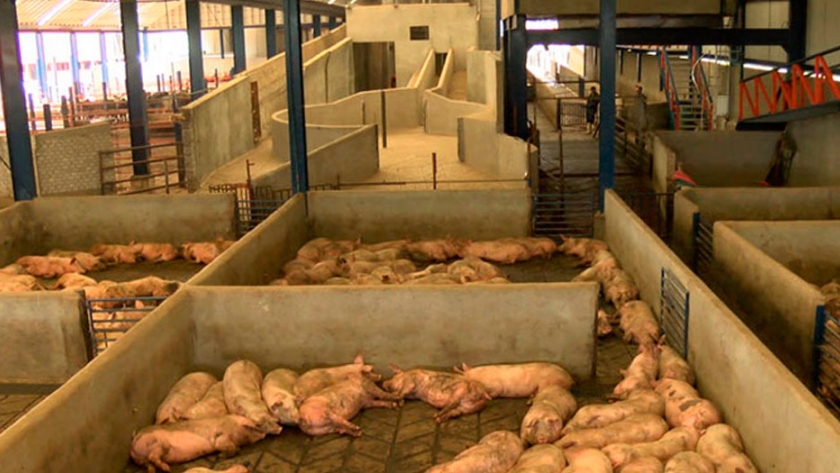 Instalaciones para un criadero de cerdos dedicado a la explotación  semi-intensiva 