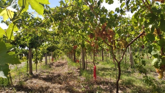 Patagonia: evalúan el sistema “open gable” para cultivar uvas de mesa