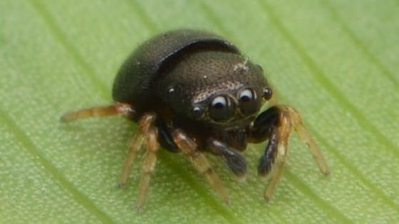 Descubren en Misiones una nueva araña saltarina que imita escarabajos para sobrevivir