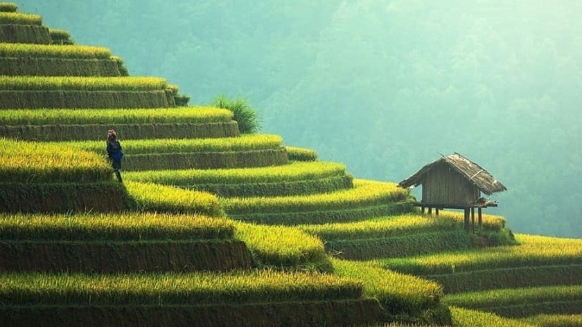 Un gen del arroz impulsa una revolución verde más sostenible