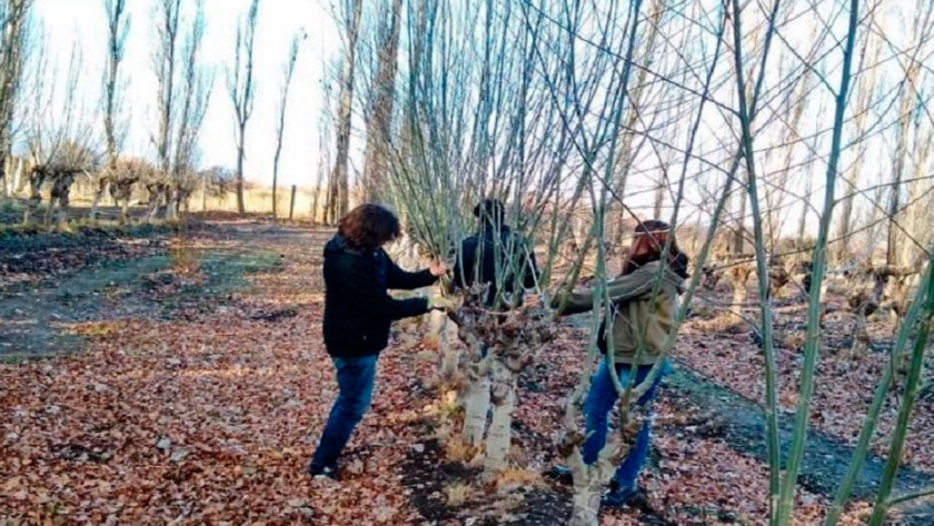 Promueven la forestación en la comarca Senguer- San Jorge