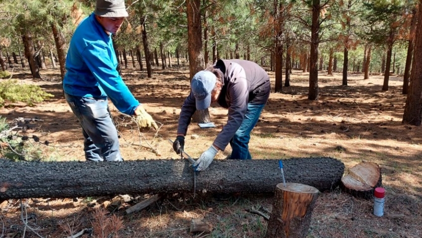Realizaron acciones de control de la avispa barrenadora de los pinos