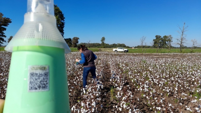Nueva tecnología aplicada al monitoreo del picudo del algodonero