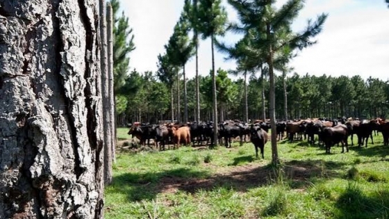 Agro en Quines: ganadería regional y desarrollo forestal