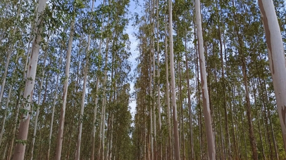 Evaluación de clones de eucalipto en el NOA para potenciar la producción de madera