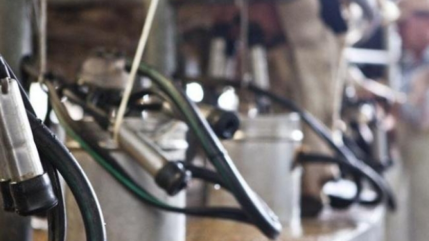 Promueven la industria tambera mediante créditos productivos