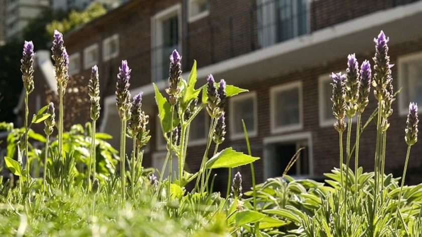 Integrar la naturaleza en entornos urbanos mejora la calidad de vida