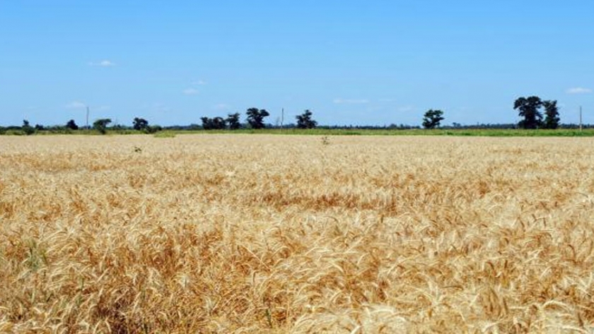 Red de evaluación de cultivares de trigo INTA - INASE