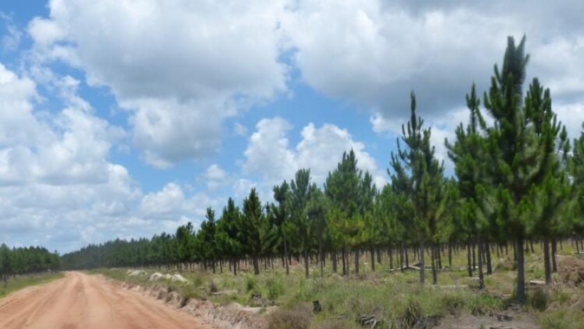 Central Puerto se convierte en la mayor empresa nacional forestal tras adquirir 160 mil hectáreas en la Mesopotamia