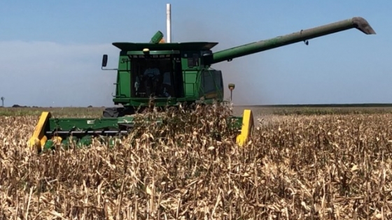 El maíz perdió 2,5 millones de toneladas más