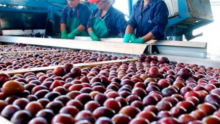 Clúster Ciruela Industria: avanza la elaboración del plan estratégico