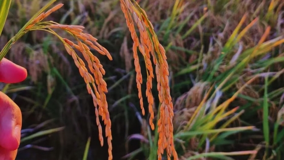 Récord productivo en arroz, pero con precios internacionales en baja