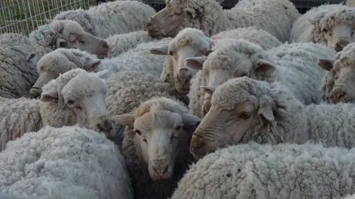 Chubut activa una alerta sanitaria para frenar el avance de la sarna ovina