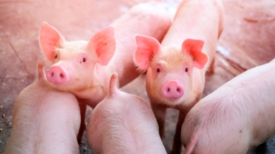 Argentina exporta carne porcina a Filipinas por primera vez: nuevo destino estratégico para el sector