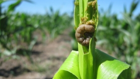 Atentos a la oruga cogollera en maíz y arañuela en soja