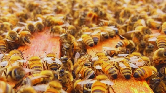 Experto del INTA presentó las estrategias para producir miel de calidad