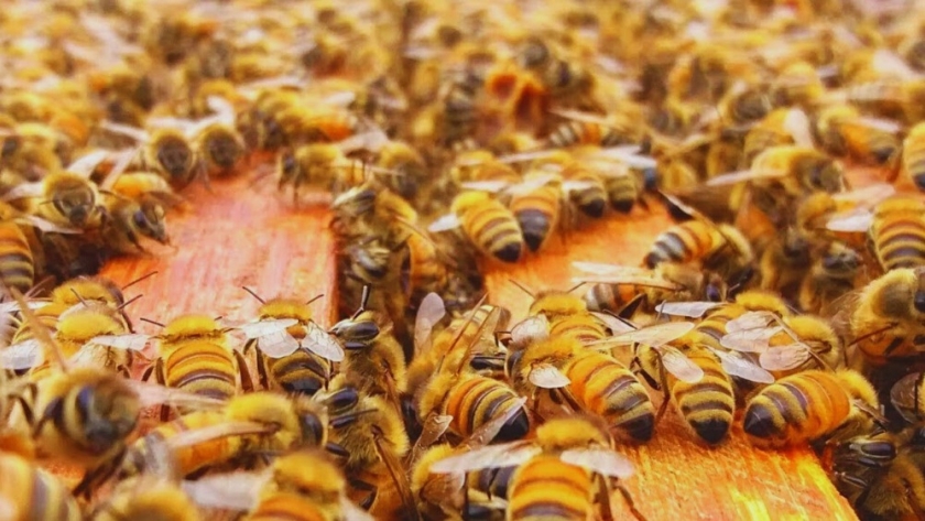 Experto del INTA presentó las estrategias para producir miel de calidad