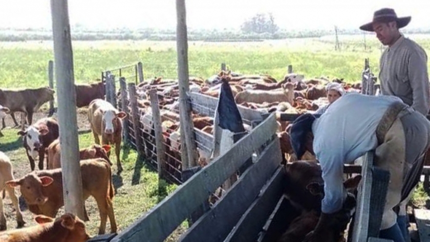 Se fiscalizó la vacunación contra fiebre aftosa en predios ganaderos de Entre Ríos