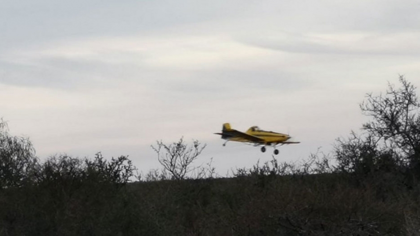 Rápida aplicación aérea en el sur provincial sobre la manga de langostas