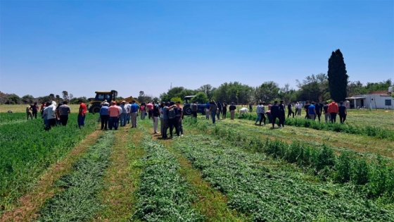 En San Luis apuestan a mejorar la henificación de la alfalfa
