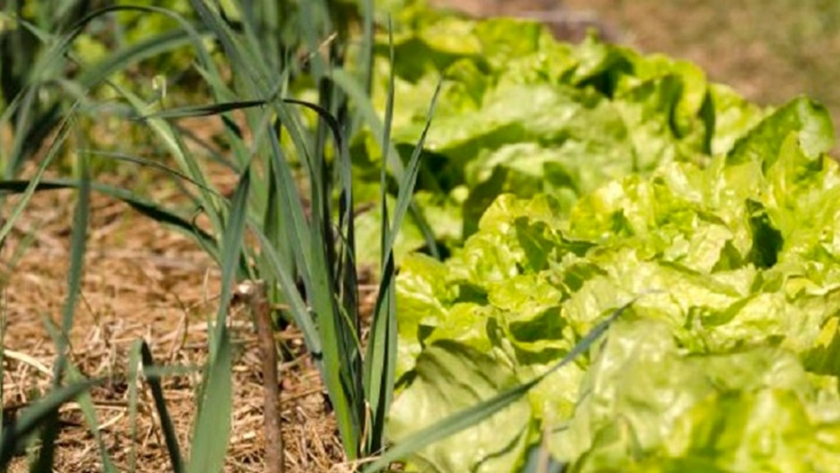 Aromáticas y hortalizas, la fórmula clave para combatir insectos en la huerta
