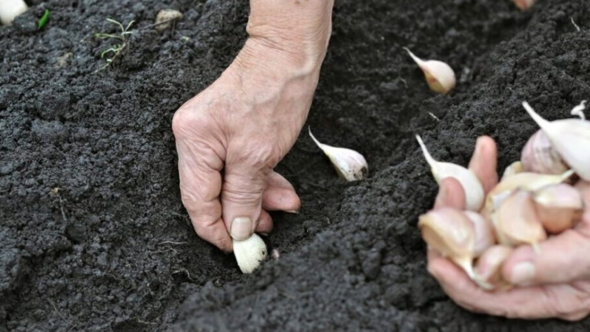 Certifican la primera exportación a Sudáfrica de ajo semilla producido por Argentina
