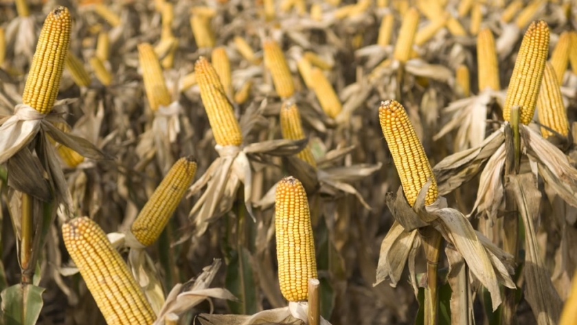 Maíz: expectativas y desafíos para los productores de la Región Núcleo