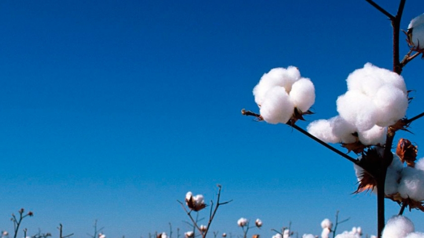 Salta interesada en el crecimiento del cultivo de algodón