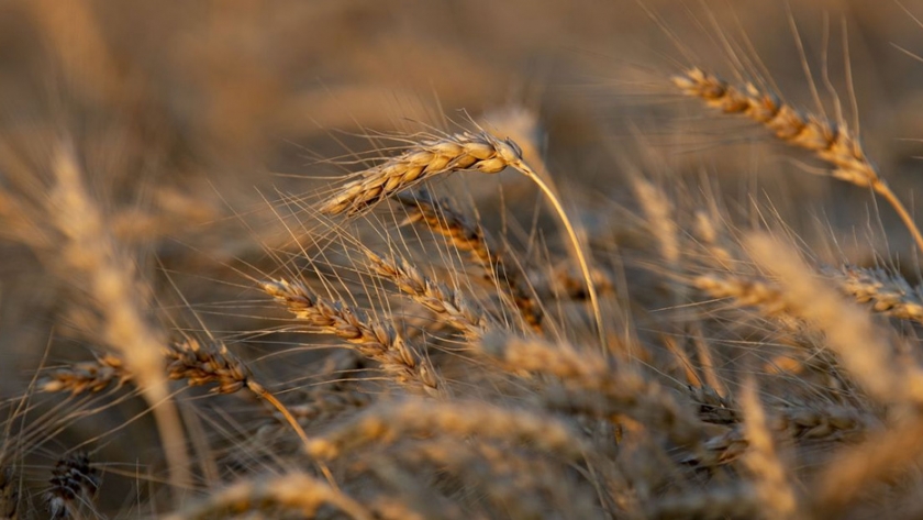 Rusia endurece la política de exportación de cereales