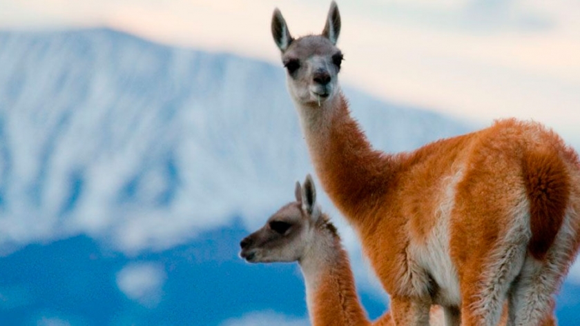 Desarrollan técnica de curtido vegetal que permita aprovechar la piel de guanaco