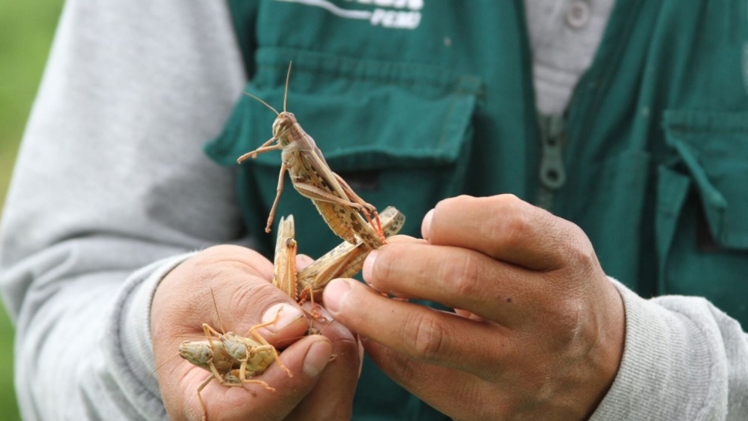Lluvias intensas y nuevas plagas: el cambio climático desafía la sostenibilidad agrícola en Perú