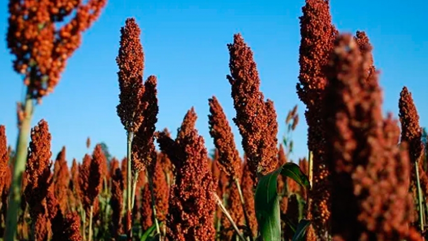 Revival del sorgo: las razones detrás de la mayor intención de siembra y consejos para el manejo