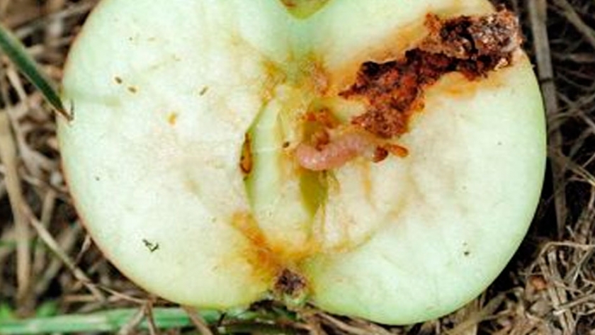 Progresan en bioinsecticidas para combatir la plaga principal de peras y manzanas